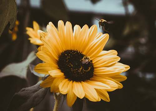 apidae sunflower photography bee