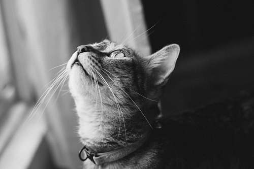 black-and-white tabby cat looking upwards cat