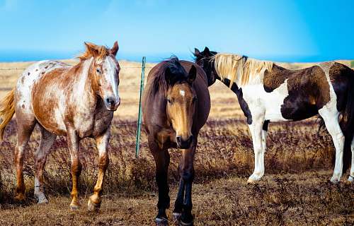 horse three brown-and-white horses standing in brown field mammal