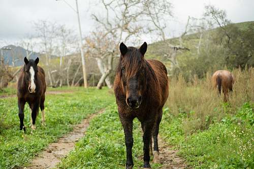 horse three brown horses walking during daytime mammal