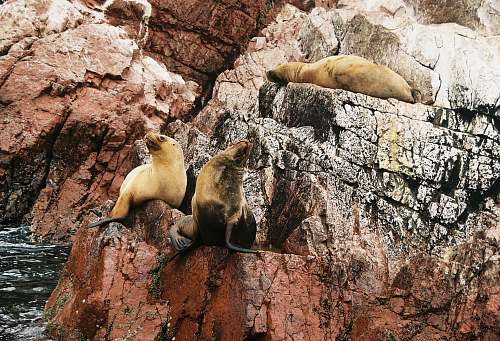 mammal three brown sealions sea life