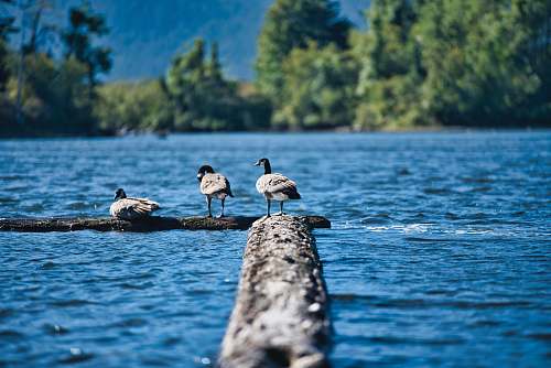 bird three duck on dock stevenson