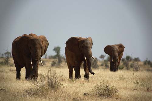 mammal three elephant on brown grass field elephant