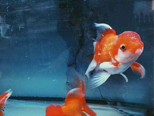 fish three gold fish goldfish