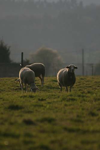 mammal three sheep on green grass field nature