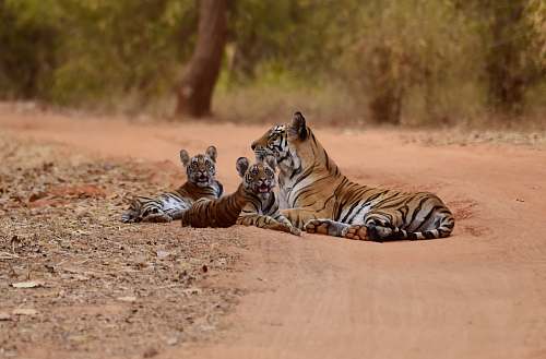 tiger three tigers lying on brown sand ay daytime wildlife