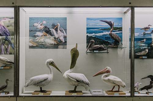 bird three white-and-black bird taxidermies pelican