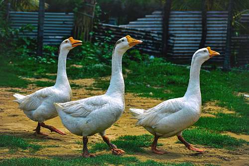 bird three white ducks walking goose