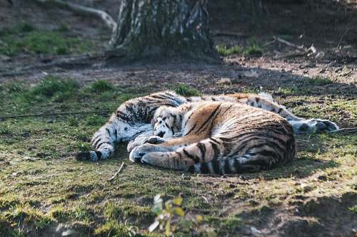 mammal tiger photograph tiger