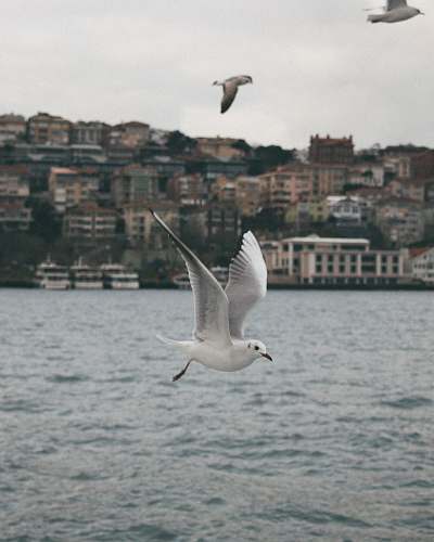 bird time lapse photography of a flying seagull grey