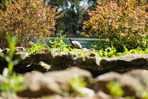 bird turtle surrounded by green grass waterfowl