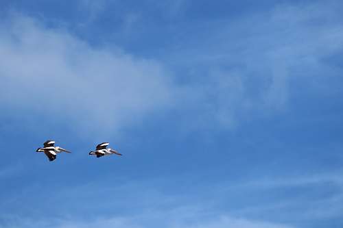bird two birds in flight flying
