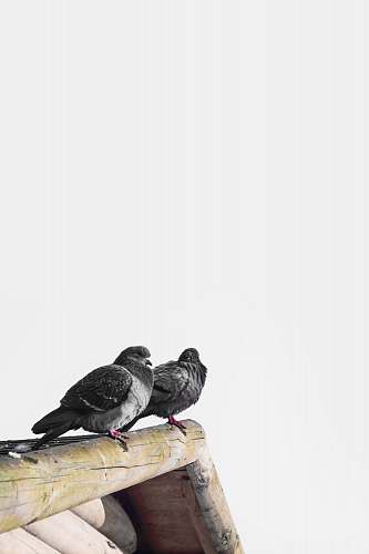 grey two birds perching on edge of roof of house bird