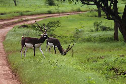 mammal two black-and-white deers on green grass antelope