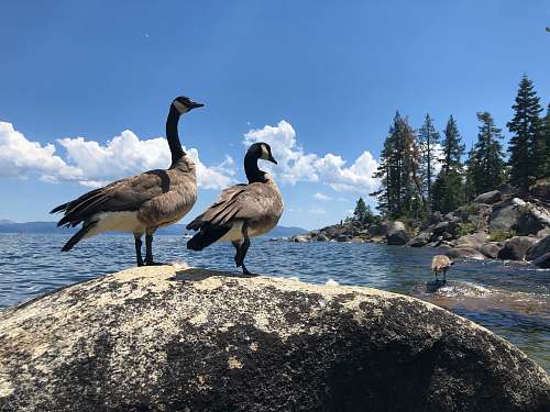 bird two black and white ducks standing on a rock plant