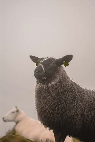 mammal two black and white sheep sheep