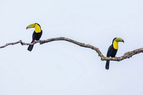 bird two black-and-yellow bird perching on tree branch toucan