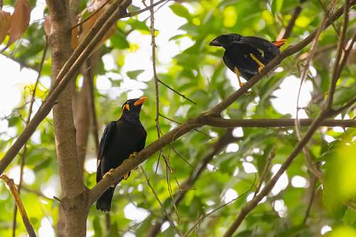 bird two black birds agelaius
