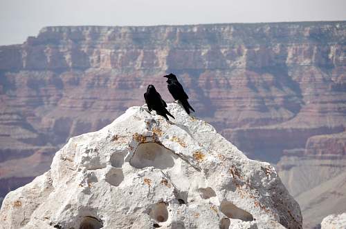 vulture two black birds on rock formation during daytime yavapai point