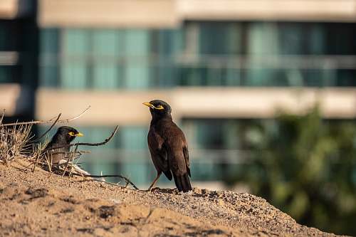 bird two black birds on sand agelaius
