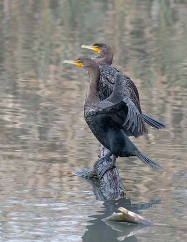 bird two black ducks on a tree branch waterfowl