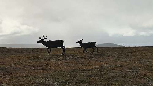 deer two brown animals on open feld elk