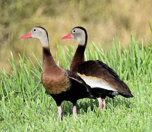 bird two brown birds goose