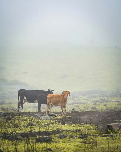 cattle two brown cattle cow