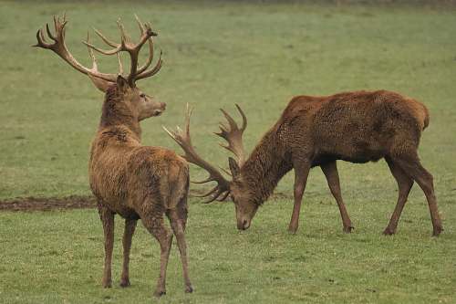 deer two brown deer on field elk