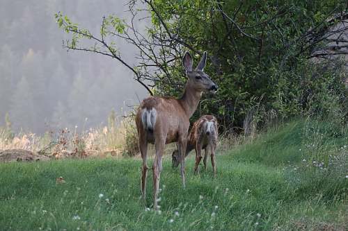 wildlife two brown deer on green grass antelope