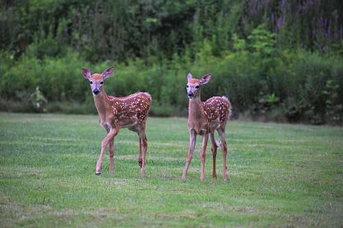 mammal two brown deer on the grass field antelope