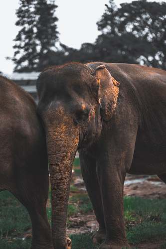 wildlife two brown elephant on green grass field during daytime elephant