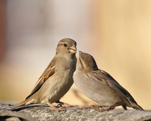 bird two brown house apparow sparrow