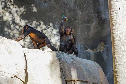 mammal two brown monkeys ape