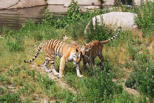 mammal two brown tigers on green grass near large stone tiger