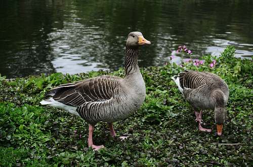 bird two ducks near body of water goose