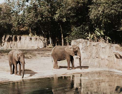 mammal two elephants elephant