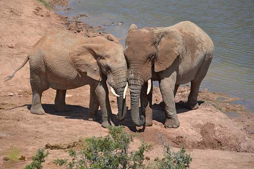 mammal two elephants near river elephant