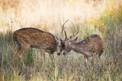 deer two fighting brown deer on green grass wildlife