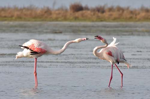 bird two flamingos on body of water at daytime flamingo