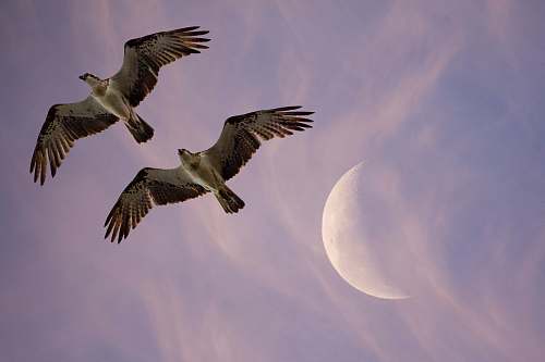bird two flying birds under moon flying