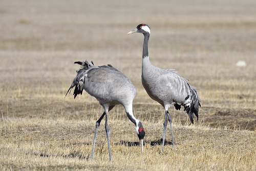 bird two gray long-necked birds on field during daytime crane bird