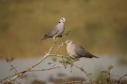 bird two grey-and-white birds perching on tree branch dove