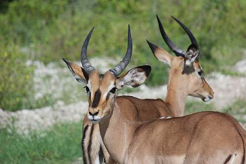 mammal two kudus on grass field antelope
