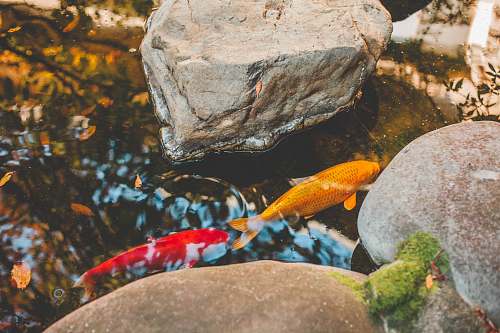 water two orange and yellow fish in water beside rocks fish
