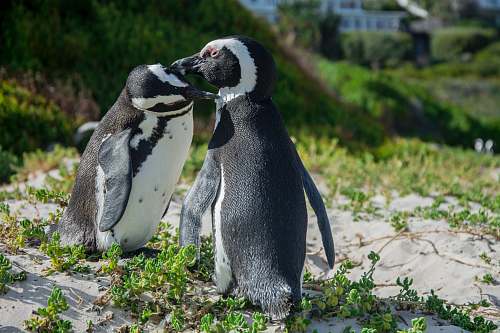 bird two penguins standing on green grass penguin