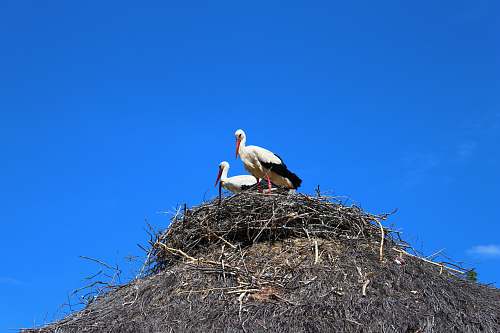 bird two white-and-black birds on nest stork