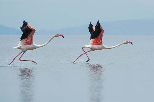 bird two white-and-pink flamingoes running on water flamingo