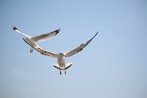 bird two white birds flying under blue sky flying