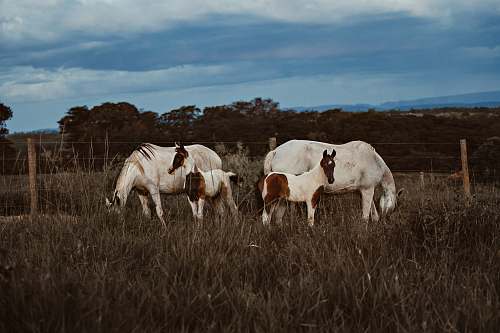 cattle two white horse with two young horses cow